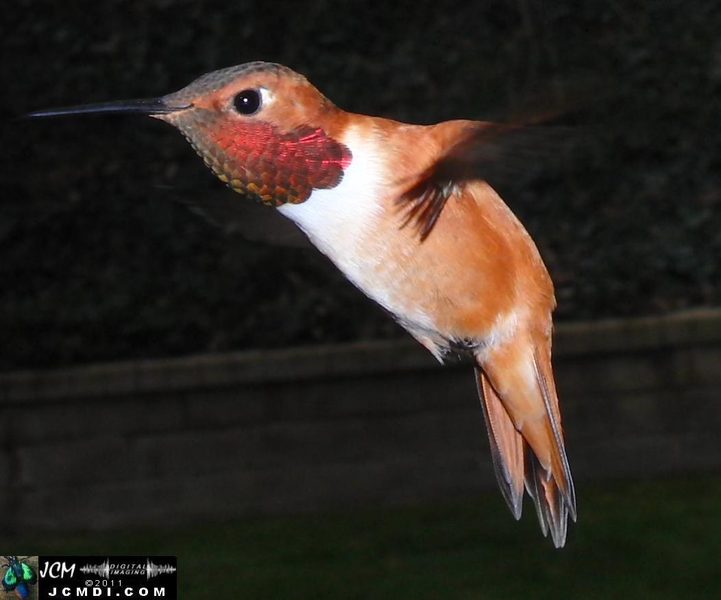 Hummingbird photo captured from Robo-Cam Motion Detection at JCMDI.COM